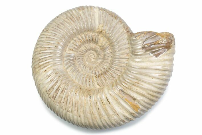 Polished Jurassic Ammonite (Perisphinctes) - Madagascar #378946